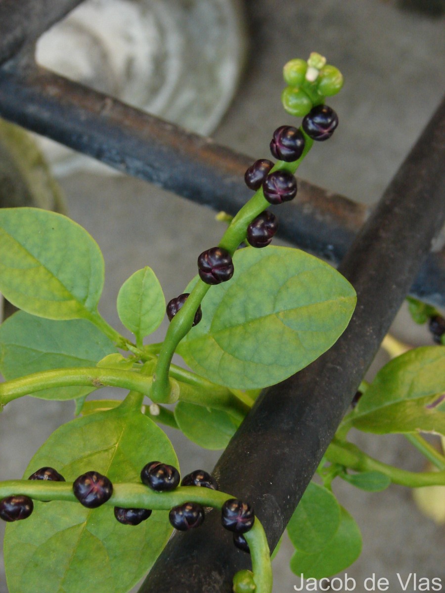 Basella alba L.